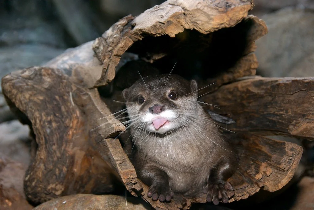 Asian Small Clawed Otter Photo